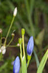 Prairie pleatleaf